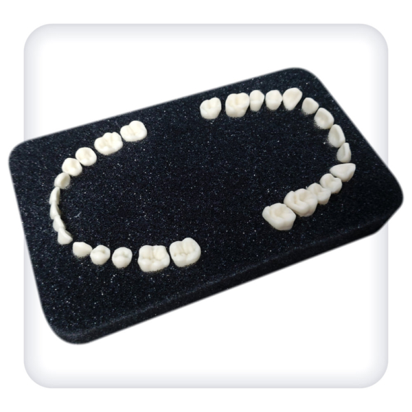 Set of teeth for the dentoalveolar model of 28 teeth for the dental simulator «Leonardo»