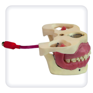 Model of the upper and lower jams with 28 intact teeth for the conducting guide anesthesia