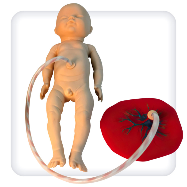 Model of a newborn baby with a placenta and an umbilical cordс