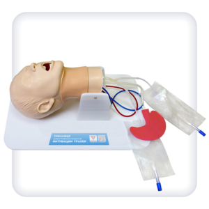 Simulator for practicing tracheal intubation skills