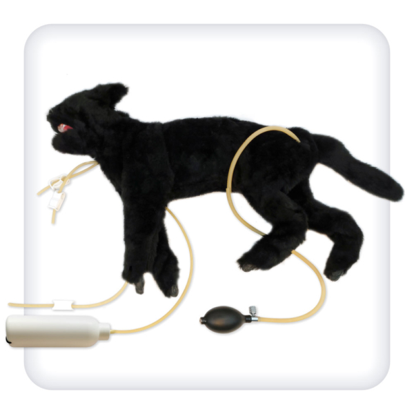 Simulator for practicing CPR skills in cats