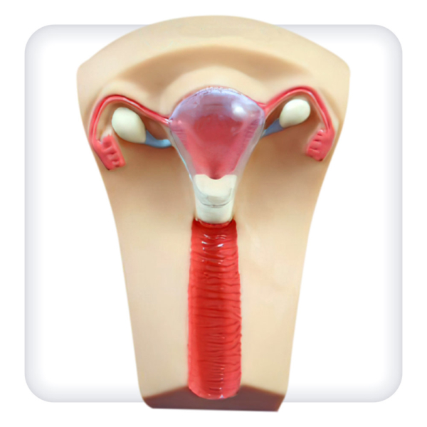 Simulator for practicing intrauterine contraception skills