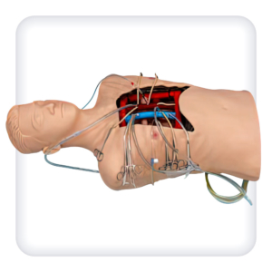 An open chest dummy with imitation of the vessels of the venous and arterial segments of the heart for cannulation