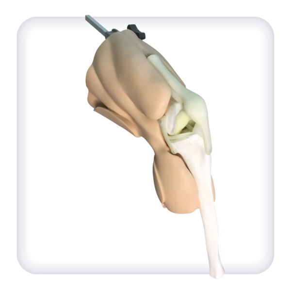 Model of the knee joint for arthroscopic procedures
