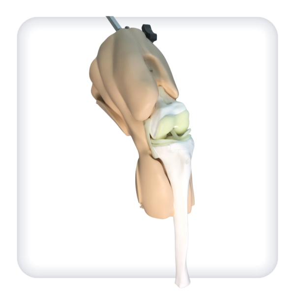 Model of the knee joint for arthroscopic procedures