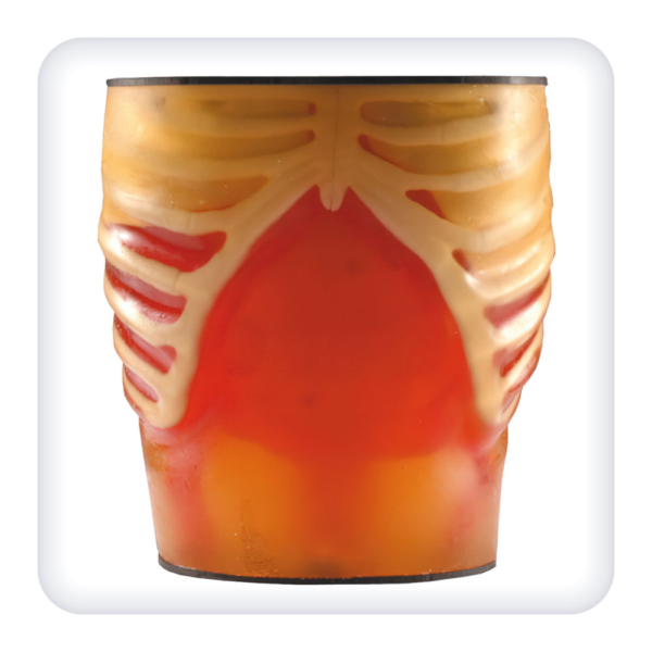 Phantom for practicing the skills of ultrasound of the abdominal organs