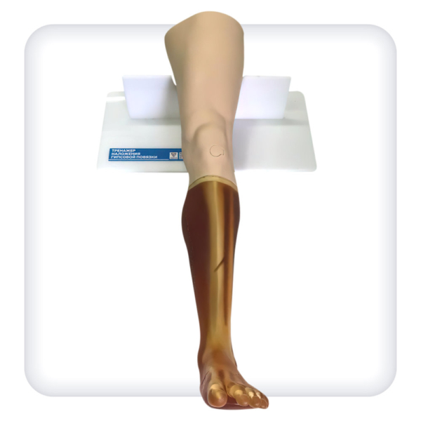 Trainer for practicing the skills of applying a plaster cast on the lower limb