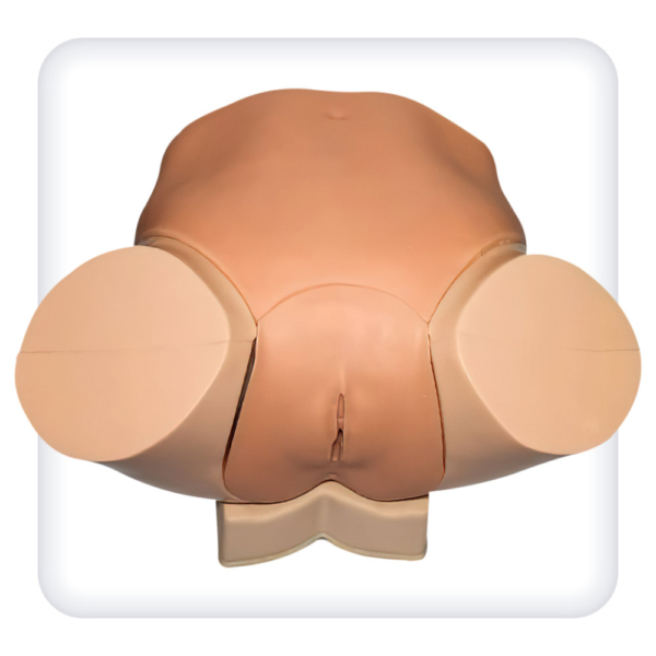 Simulator for clinical examination of female pelvic organs with a set of pathology models