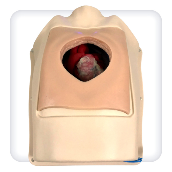 Chest model for practicing cardiac surgery skills