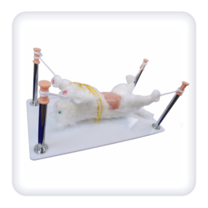 Simulator "Practical skills of veterinary surgery" (cat)