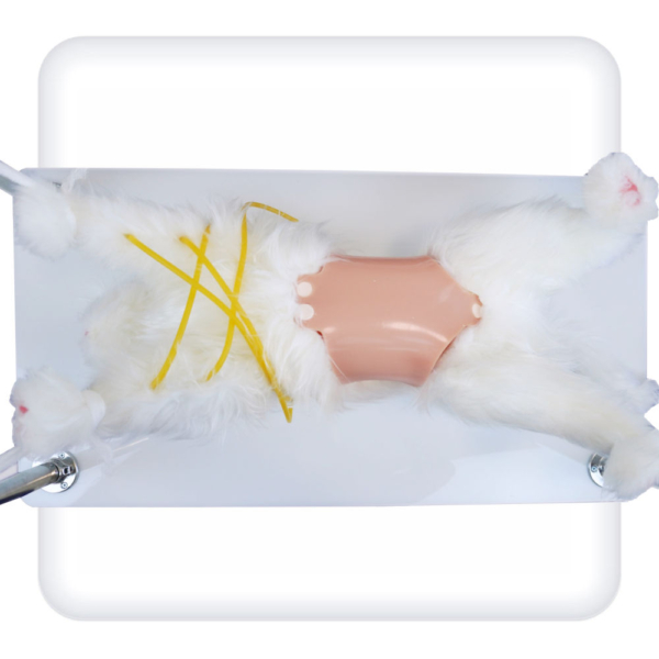 Simulator "Practical skills of veterinary surgery" (cat)