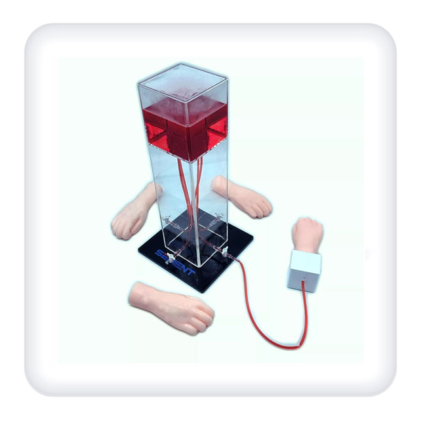 The simulator of radial artery and cerebral vein puncture